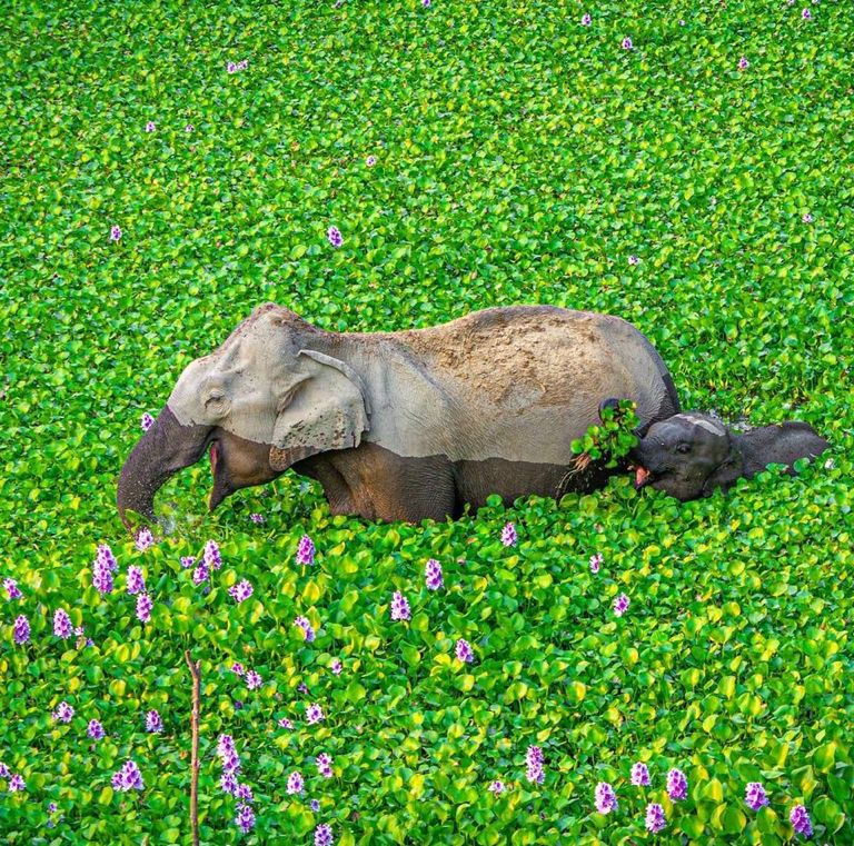 An elephant and her child wading through water hyacinth in Kaziranga National Park.