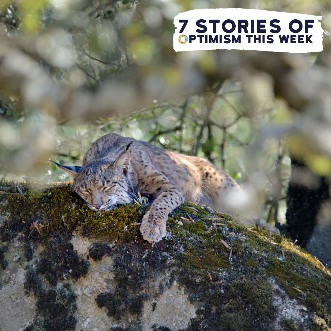 Ready for some uplifting news?

On our latest #ConservationOptimism Round-Up we celebrate the doubling of the Iberian lynx population, rewilding successes with one-horned rhinos in Nepal, & California's new ban on thick single-use plastic bags.

Read more: shorturl.at/bAmXI