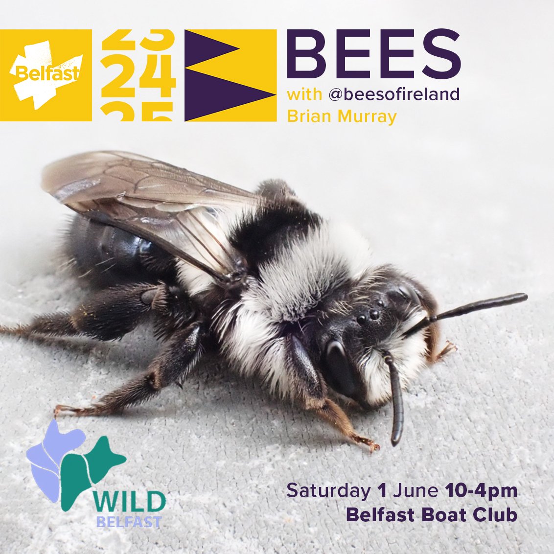 🚨Next event klaxon! 🚨

We're really looking forward to this one with the wonderful <a href="/BeesOfIreland/">Bees & Wasps of Ireland</a>

Come along to find out more about the c. 100 bee species  and their struggle to survive.

Book here:
wildbelfast.org/events-1/bees-…

#Belfast2024