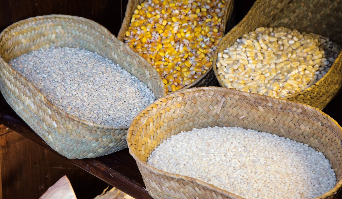 FFriulane's tweet image. Conosciamo meglio La Blave di Mortean Società Cooperativa Agricola, che si impegna da tanti anni nella coltivazione di mais di qualità🌽 

Scopri la cooperativa e i suoi ottimi prodotti👇
fattoriefriulane.it/la-blave-di-mo…

#FattorieFriulane #AAFVG #mais #blave #polenta #friuli