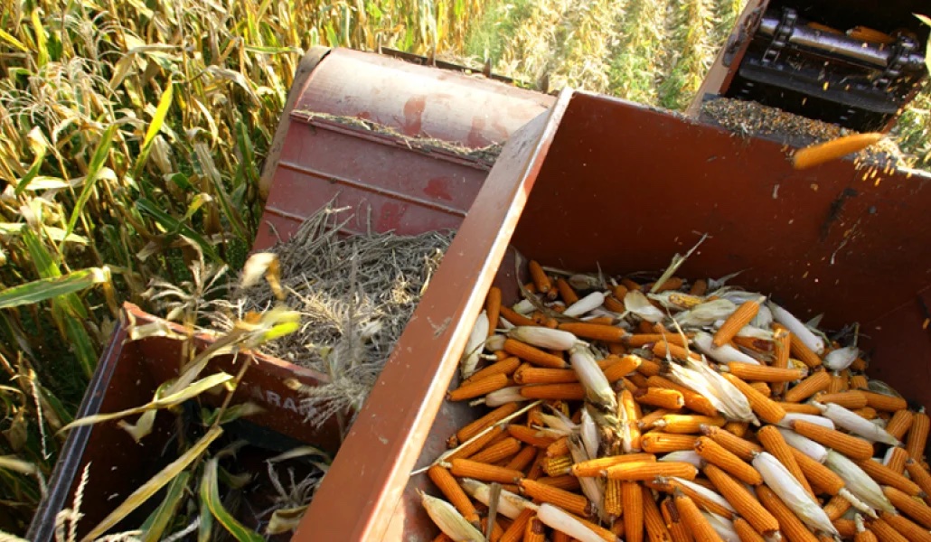 FFriulane's tweet image. Conosciamo meglio La Blave di Mortean Società Cooperativa Agricola, che si impegna da tanti anni nella coltivazione di mais di qualità🌽 

Scopri la cooperativa e i suoi ottimi prodotti👇
fattoriefriulane.it/la-blave-di-mo…

#FattorieFriulane #AAFVG #mais #blave #polenta #friuli