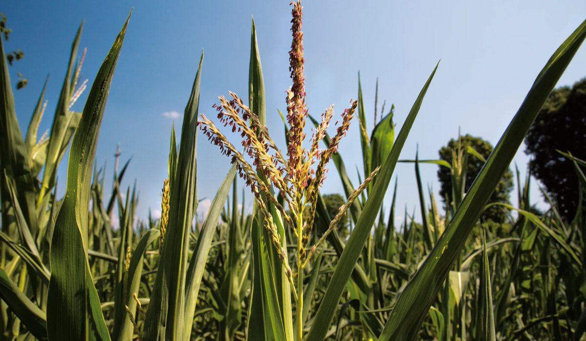 FFriulane's tweet image. Conosciamo meglio La Blave di Mortean Società Cooperativa Agricola, che si impegna da tanti anni nella coltivazione di mais di qualità🌽 

Scopri la cooperativa e i suoi ottimi prodotti👇
fattoriefriulane.it/la-blave-di-mo…

#FattorieFriulane #AAFVG #mais #blave #polenta #friuli