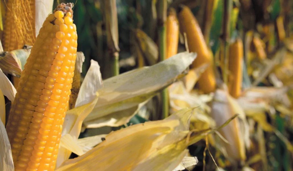 FFriulane's tweet image. Conosciamo meglio La Blave di Mortean Società Cooperativa Agricola, che si impegna da tanti anni nella coltivazione di mais di qualità🌽 

Scopri la cooperativa e i suoi ottimi prodotti👇
fattoriefriulane.it/la-blave-di-mo…

#FattorieFriulane #AAFVG #mais #blave #polenta #friuli