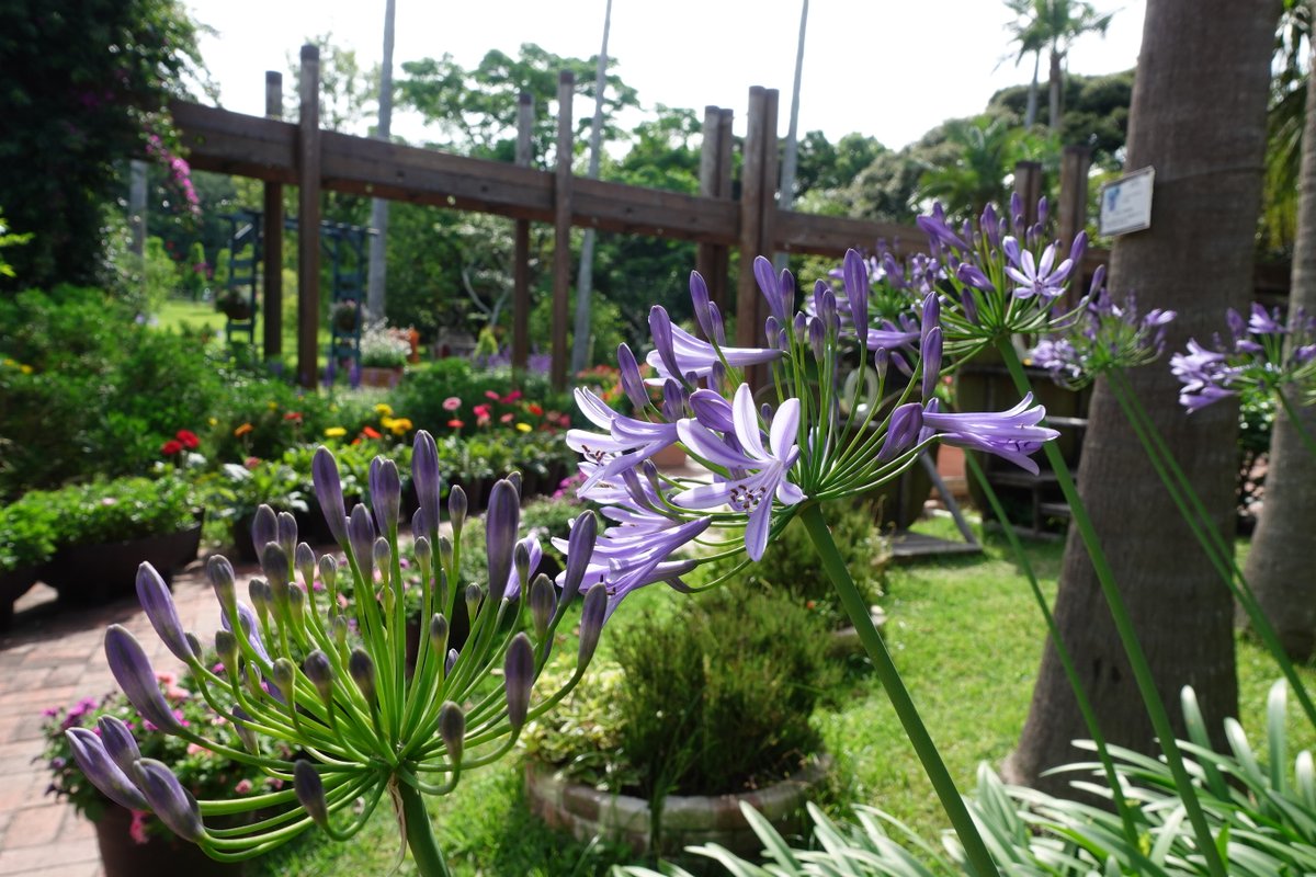 蝶の館では、アサヒカズラも見ごろです。つる性の植物で、フェンスなどに絡みつき、ピンク色の小さな花をたくさんつけます。園内では、アガパンサスの花が咲き始めました。

#アサヒカズラ #フラワーパークかごしま #指宿