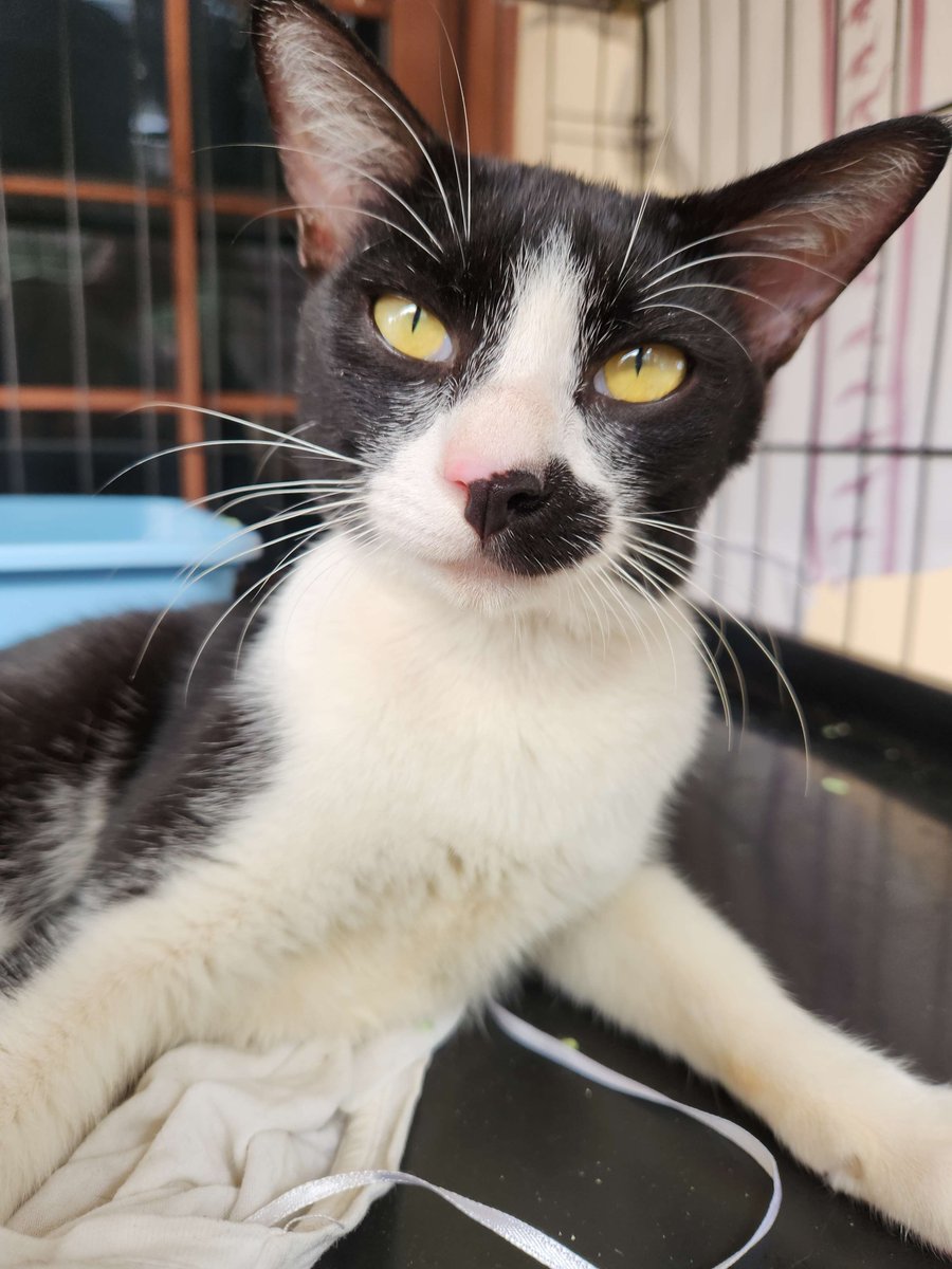 heya! im opening c0mms to pay for the surgery of a cat i picked up!
his surgery is this friday so any help will be apprciated!