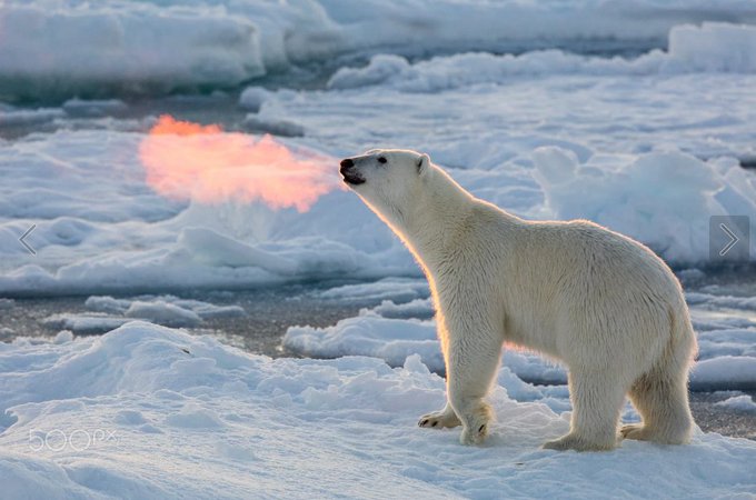 The perfect moment in which the rising sun made this polar bear's backlit breath look like fire 

[📸 Josh Anon]