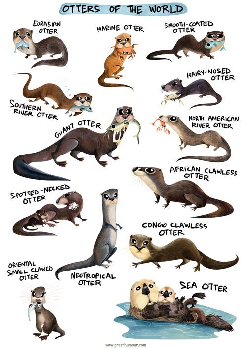 Two of these otter species occur in Namibia. Can you name them?