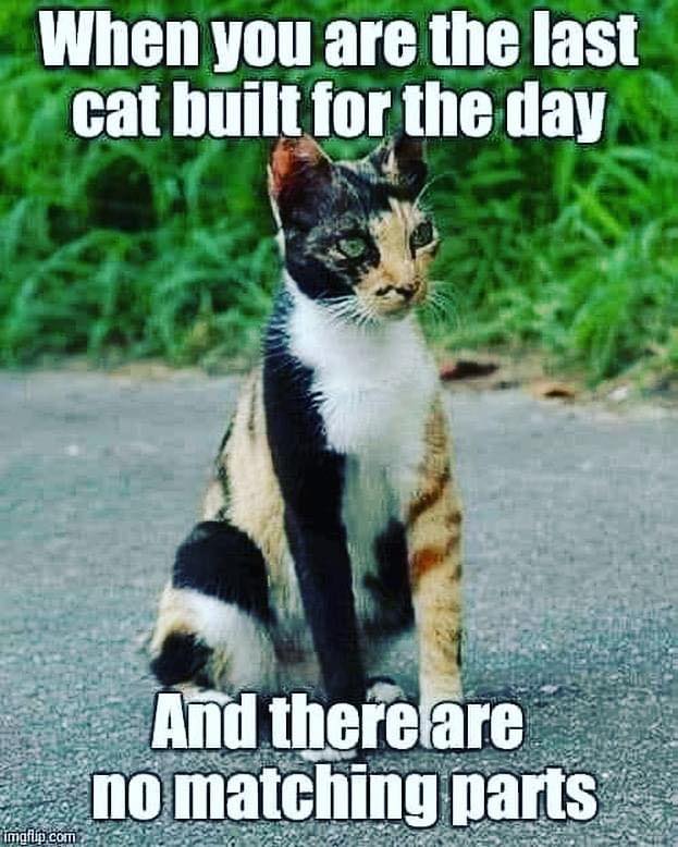 😹😹😹
.
.
.
.
.
.
#FunnyMemes #CatMemes #FunnyCatMemes #CatParents #PetParent #PetParents #CatOwner #PetOwner #PetOwners #CatLover #CatLovers #FelineLovers #PetLovers #CatOwners #PetMemes #FunnyPetMemes #CatCompanion #CatObsessed #CatObsession #CatLove #CatCoat #CatHair #CatFur