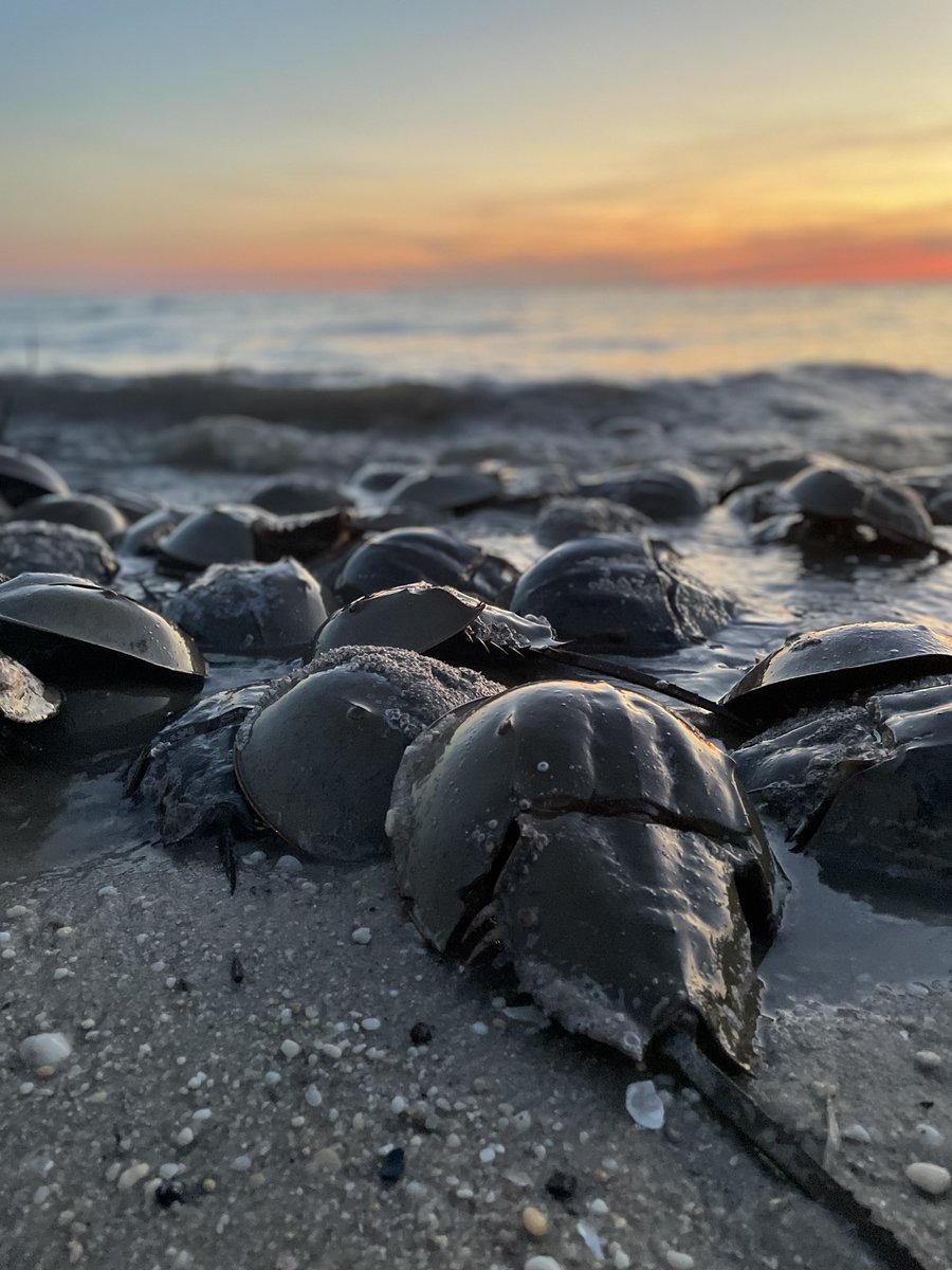 Horseshoe crabs in Delaware Bay.  Every spring, red knots stop over in this area, timing their arrival with the spawning season of horseshoe crabs. Horseshoe crab eggs provide essential energy for red knots as they complete their migration to the Arctic. Photo by Korik Vargas.