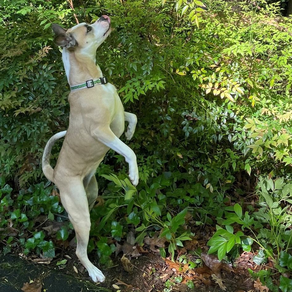 Give it a sniff! Mulligan the TurfMutt reminds us all how wonderful the nature outside our back doors can be. Use your senses to appreciate what is outside. #backyarding