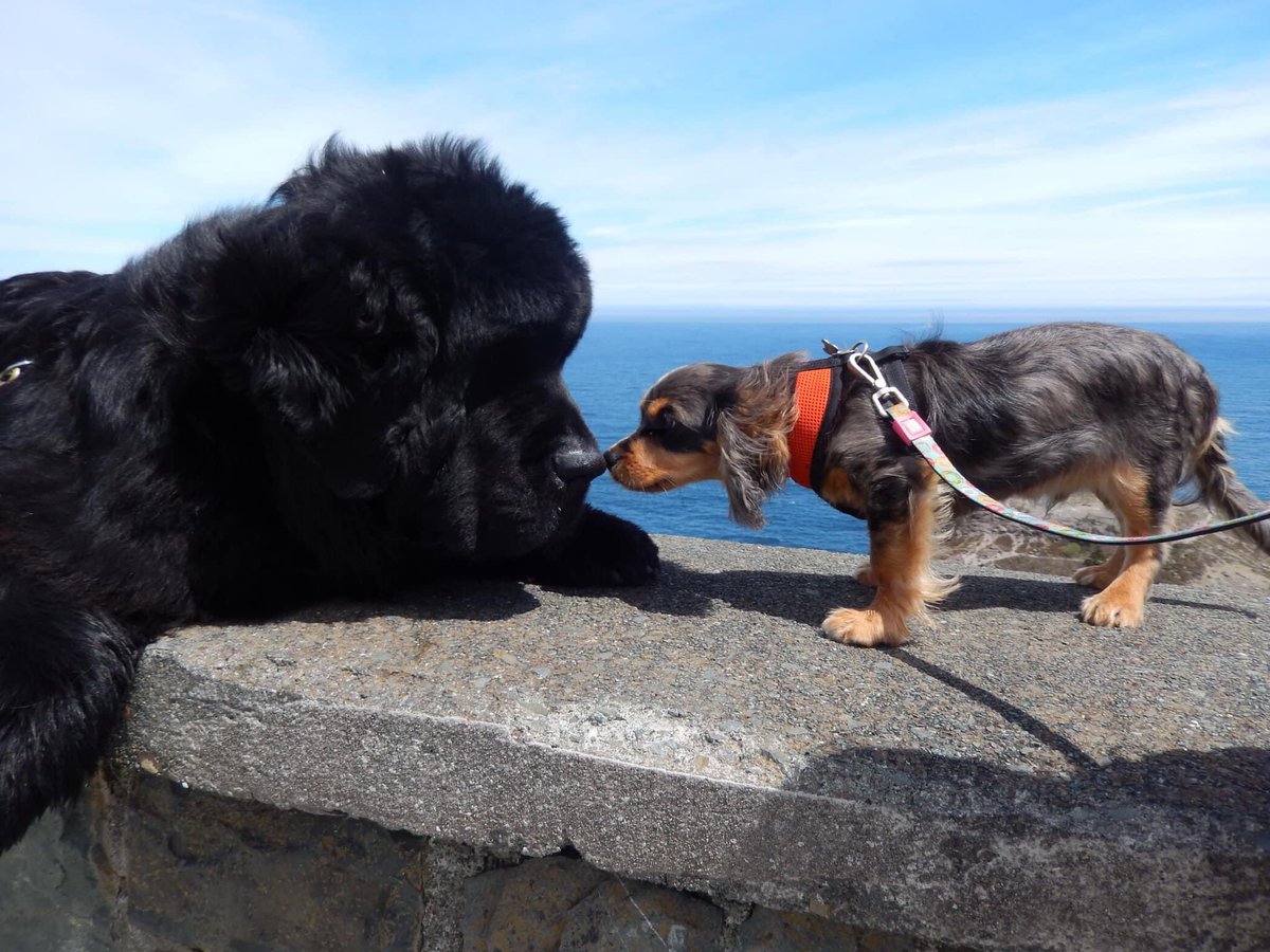 Bruno and Chief, Signal Hill 🐾 
This picture was taken May 29, 2022 - Chief died of cancer in August, 2022 ❤️ 
#Newfoundland #Dogs #Newfoundlanddog #yyt