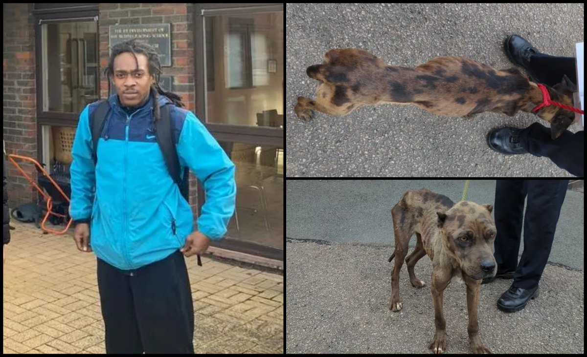 Please retweet, CONVICTED | Job Smyle, 23, from #Humberstone, #Leicester #UK – starved and neglected four Cane Corso adults and one puppy - AVOIDS JAIL, NO BAN‼️ Smyle came to the attention of the RSPCA in July 2023 after concerns were raised about the welfare of the five dogs