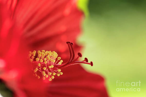 Red Hibiscus here: fineartamerica.com/featured/impre… #hibiscus #photography #art #buyintoart #floralart