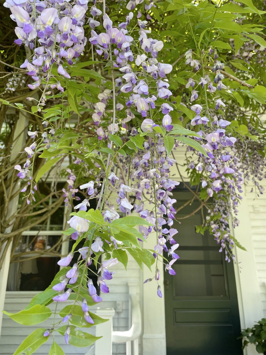 Wisteria is blooming…💖