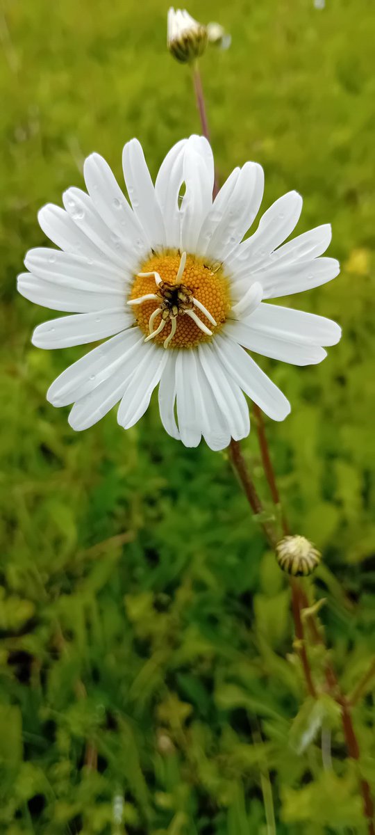 An odd oxeye daisy. Please can someone explain? #wildflowers #botany