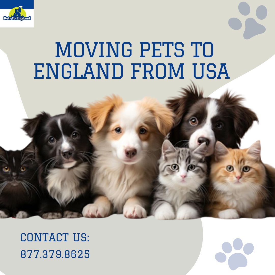 petstoengland's tweet image. Moving pets to England from the USA? We're experts in the necessary procedures to avoid quarantine and collaborate with your vet to ensure all paperwork is perfectly completed. Trust us for a smooth and stress-free pet relocation! #PetRelocation #MovingPets #PetTravel