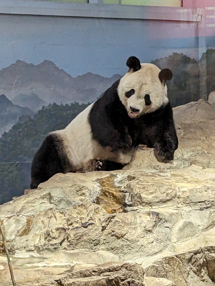 Giant 🐼 are returning to Washington D.C.! As part of our 52-year-old conservation partnership with the China Wildlife Conservation Association, @NationalZoo are getting ready to welcome two new bears—Bao Li and Qing Bao—by the end of 2024.