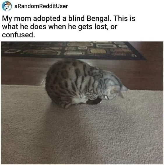 DontShowYourCat's tweet photo. https://t.co/UXm0oubtO6
