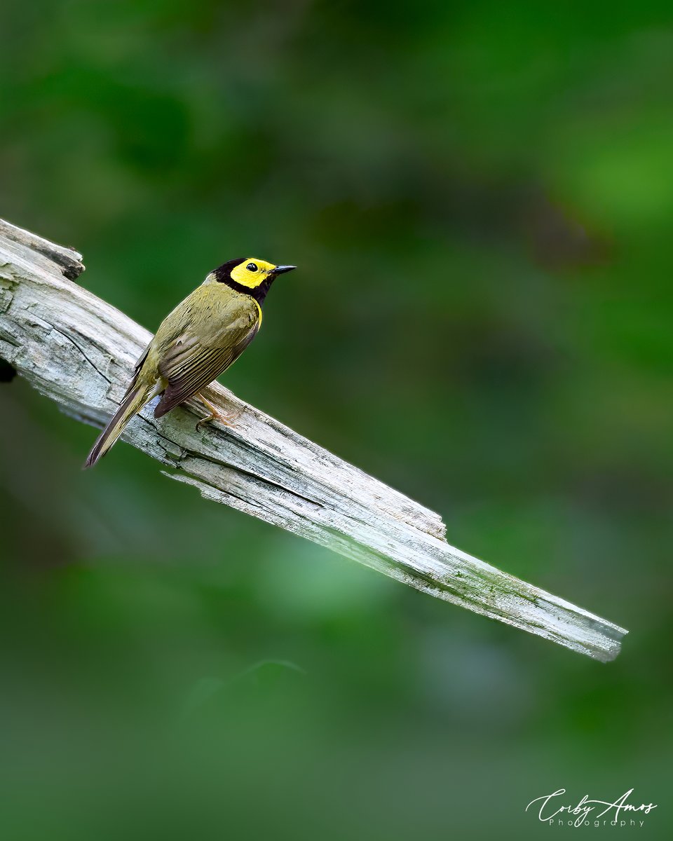 Hooded Warbler
.
ko-fi.com/corbyamos
.
linktr.ee/corbyamos
.
#birdphotography #birdwatching #BirdTwitter #twitterbirds #birdpics #BirdsofTwitter