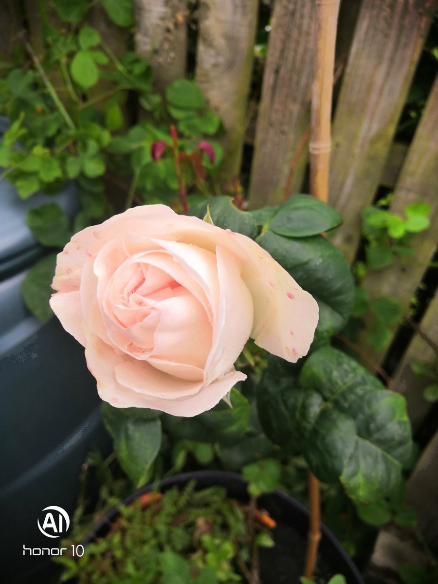 The back lane rose is growing better this year,  one whole flower 
Hopefully scented, can't remember her name as i lost the label 🧙‍♀️

#RoseWednesday