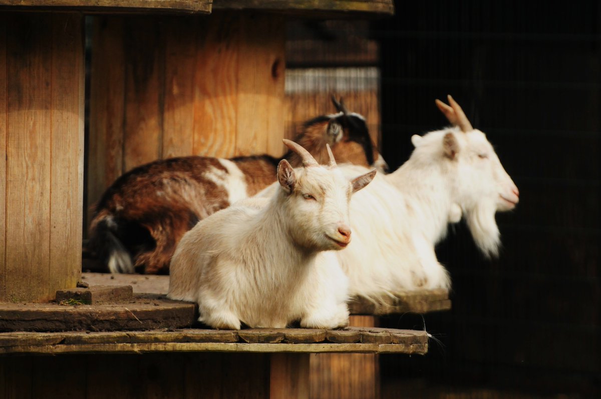 Check out these stunning photographs of our lovely African pygmy goats, kindly provided by the brilliant Darren Moston. 

Our Children's Zoo is completely free to visit, so why not join us one day this summer? We're open every day from 10.30am to 5pm.