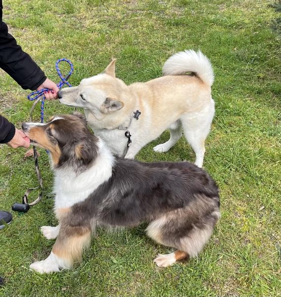 Monmouth County, NJ
Meet Carlie, our 6 year old beautiful Australian Shepherd. Currently, Carlie is in a foster with another dog and seems to enjoy his company. Carlie is a sweet, gentle girl and a bit shy, but warms up quickly. She is house trained, loves short walks and is a