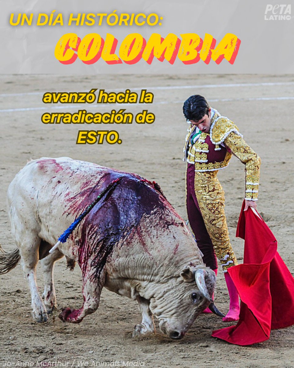 ¡Colombia alcanza un logro histórico en defensa de los animales! Hoy, @CamaraColombia ha dado un paso monumental al aprobar la prohibición de las corridas de toros en el país. #NoMásOlé