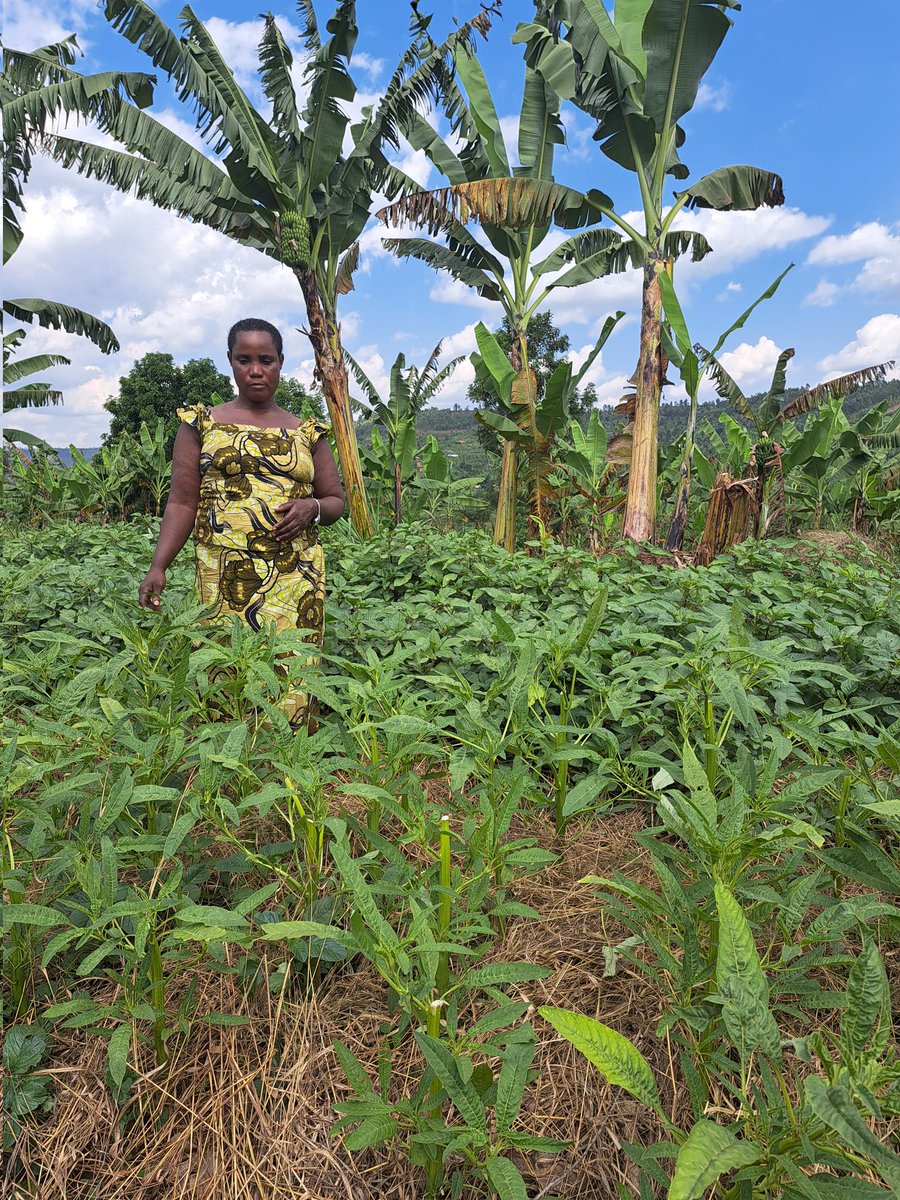 Thrilled about the life-changing impact #ConservationAgriculture is having for smallholder farmers & schoolchildren in @KayonzaDistrict 🇷🇼

🌽🌶🫛🥬🍌