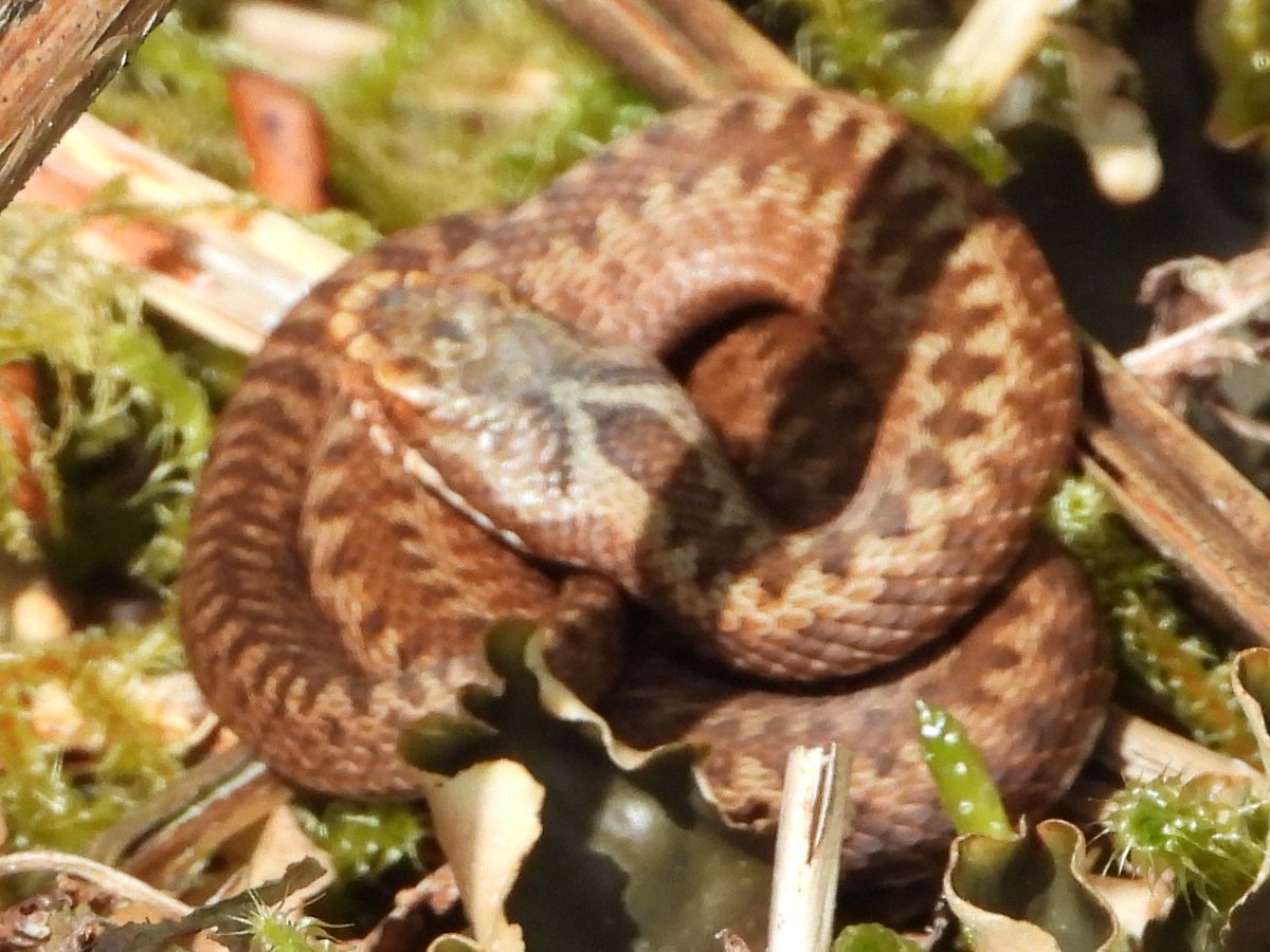 Baby female Adder barely 4 inches long at the reptile site. @UKAmphibians @GwentWildlife #Snakes