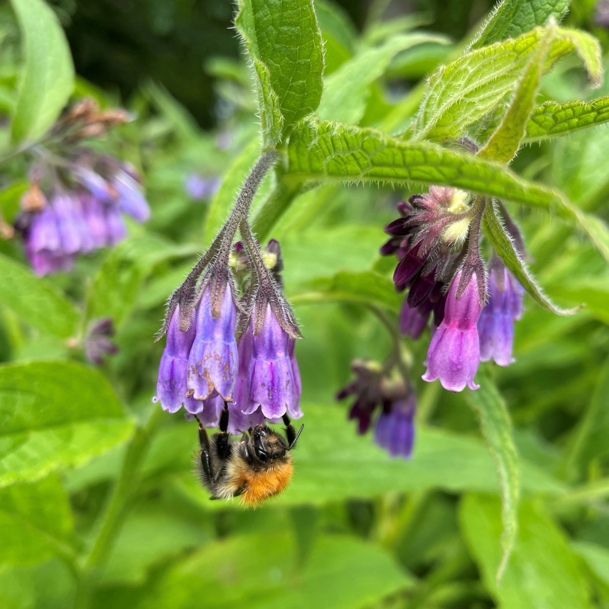 #DYK bumblebees have distinctive features, including being very hairy, having a rounded body shape and flying haphazardly? 🐝 Don't forget you have until Friday to submit your photos of bumblebees on flowers to help our research with the @BumblebeeTrust: rhs.org.uk/science/help-o…