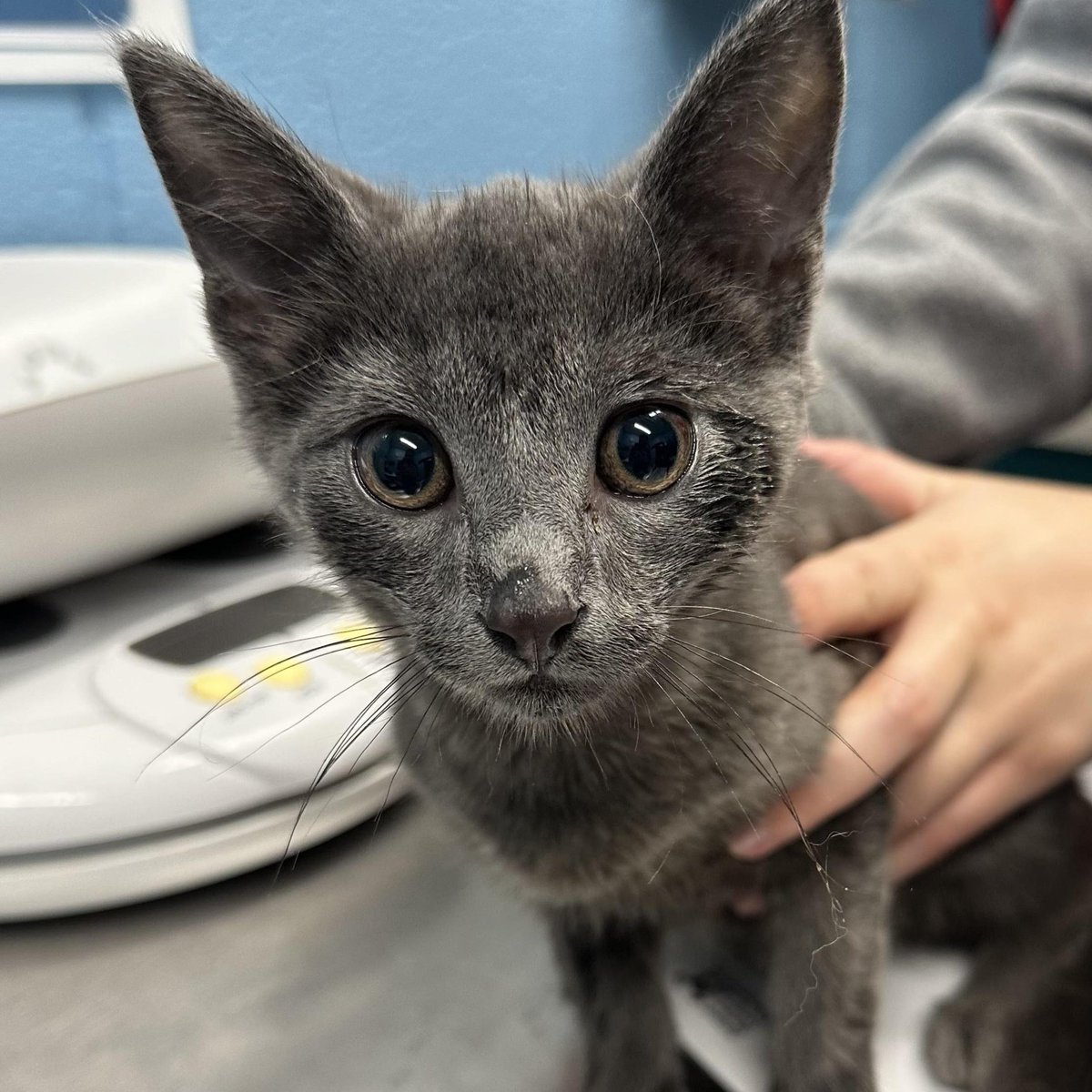 Found animals! If you have information about these animals or if one is your lost pet, please email info@alexandriaanimals.org or call 703.746.4774. #alexanimals #alexandriava #foundanimals