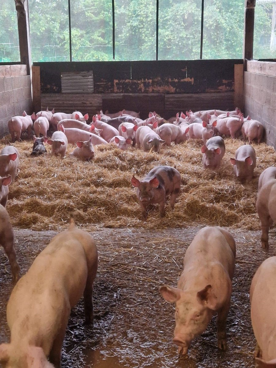 #VisiteFournisseur - Elevage Porcin
Merci aux éleveurs de porcs dans le Perche, qui nous ont accueilli aujourd'hui pour visiter leurs espaces 🐷🐖 
Ces visites fournisseurs sont très importantes et enrichissantes pour la CDE 
#RespectAnimal #traçabilité