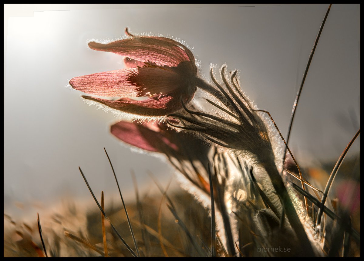 Wild Pulsatilla vulgaris or Pasqueflower or Backsippa in swedish. I took this photo in Sweden.     #closeupphotography #flower #macro #macrophotography #nature #naturephotography #photography #flowerphotography #Sverige #bokeh