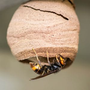 <a href="/IDEESpain/">IDE España</a> organitza un monogràfic de la IDE Local el 30 de maig i #otcsl <a href="/diba/">Diputació de Barcelona</a> i <a href="/DiputacioGirona/">Diputació de Girona</a> participen amb una ponència sobre la vespa asiàtica al #SITMUN. #EspèciesInvasores #vespaasiàtica #enslocals