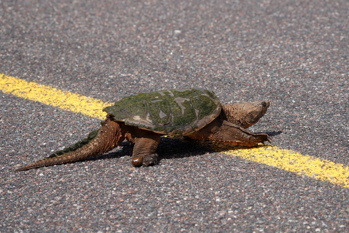 Big girl coming through! We stopped to help ensure this large common snapping turtle made it safely across the road. Have you seen any turtles crossing lately?

📷 Courtney Celley/USFWS