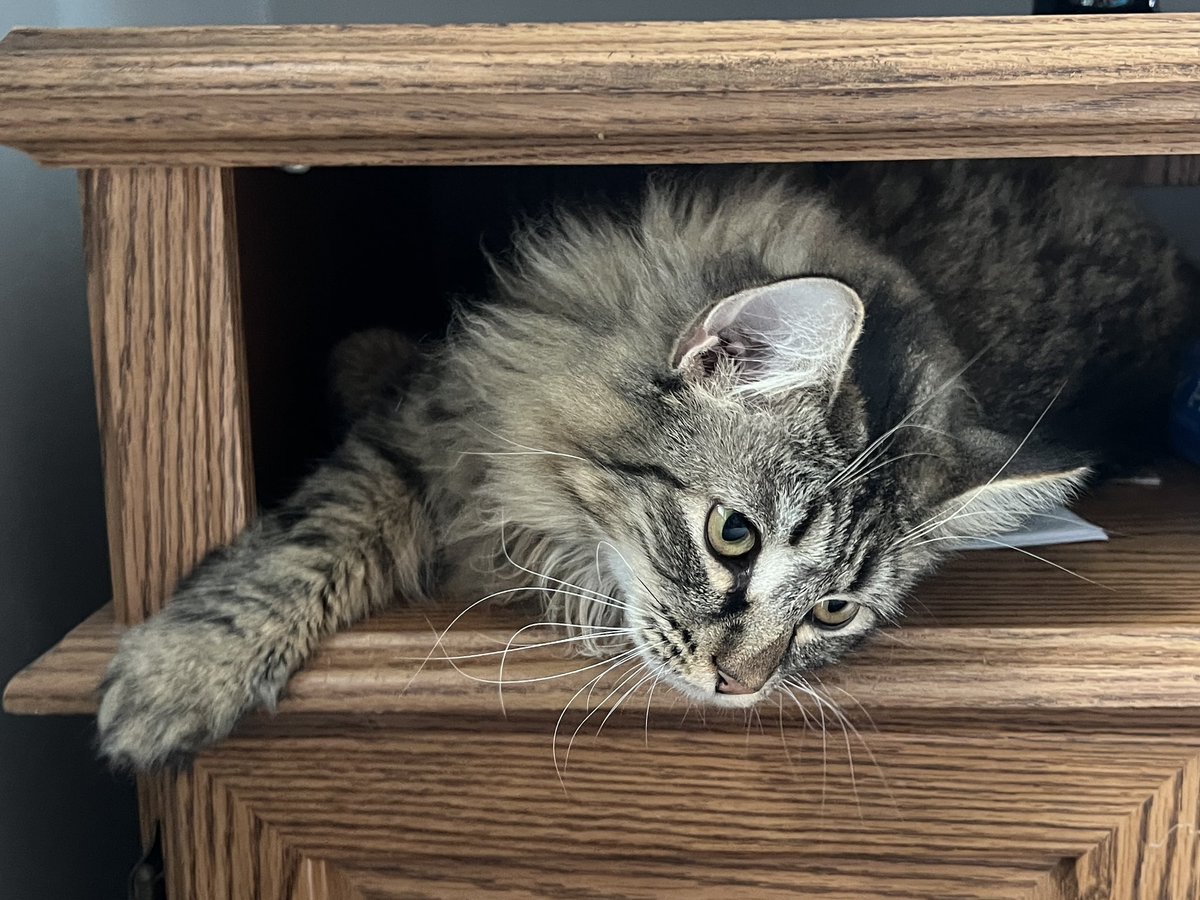 One of Eliza’s favorite hiding spots - a small storage area on a tv stand. #CatsOfTwitter