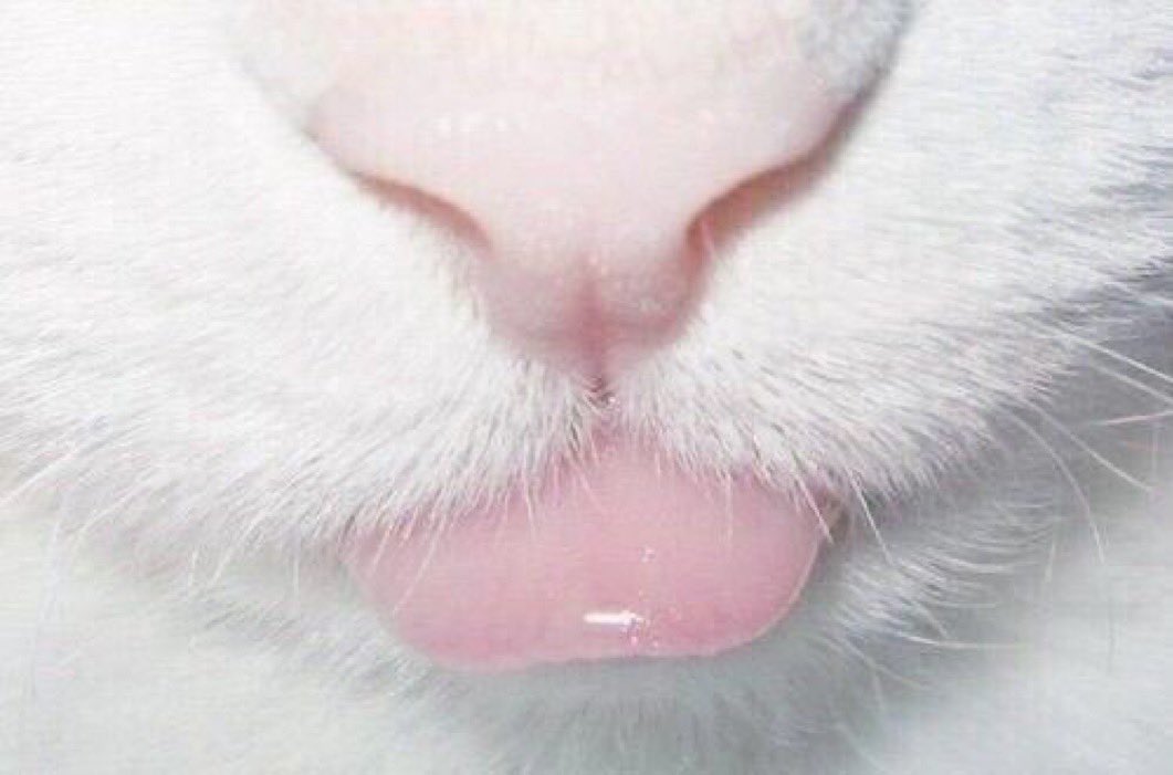 ITS MLEMSDAY MY DUDES!! 👅👅 post your mlems + bleps 👇💖😛