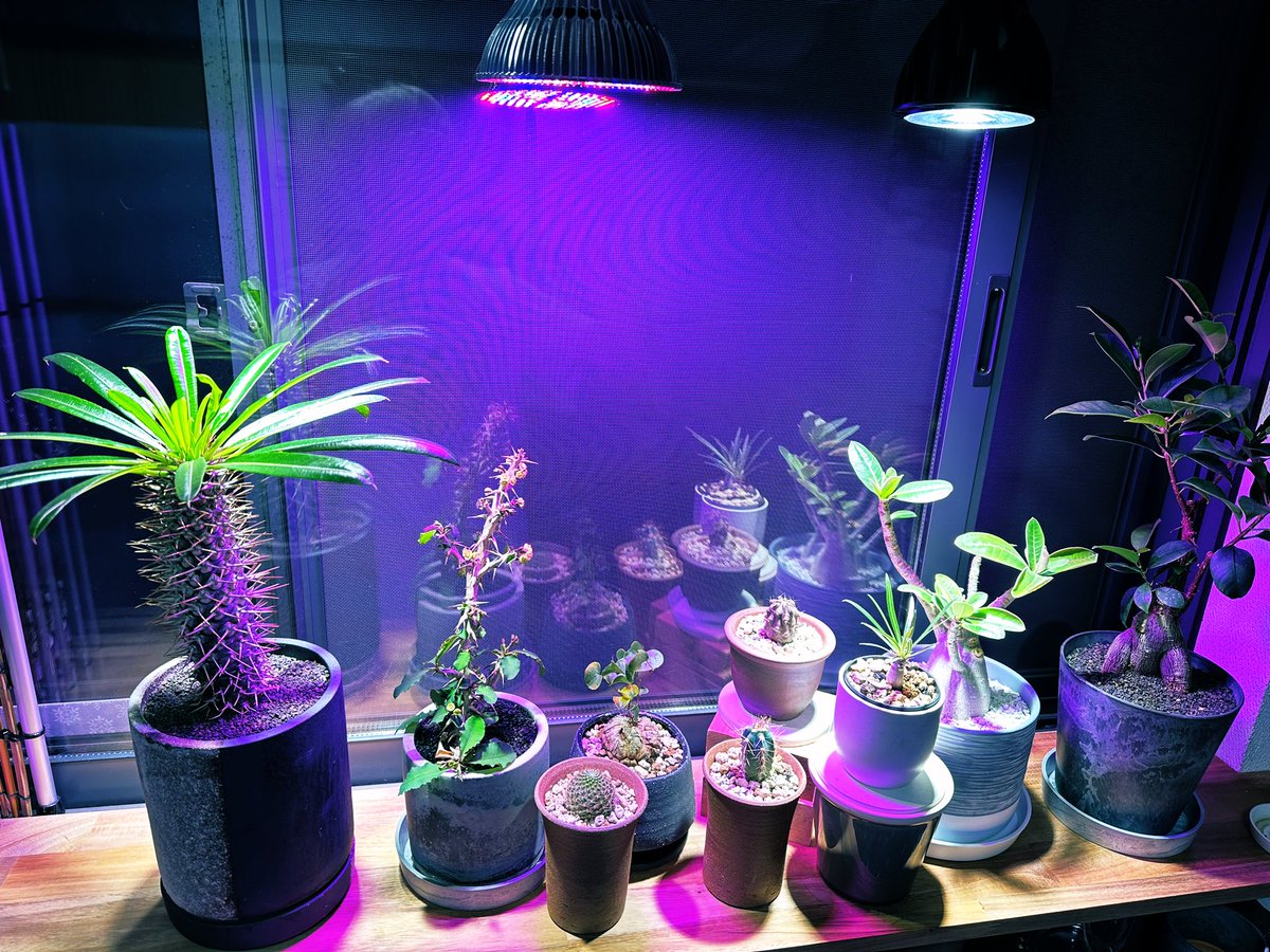 植物ライトを爬虫類で使わなくなったクリップのやつからダクトレール