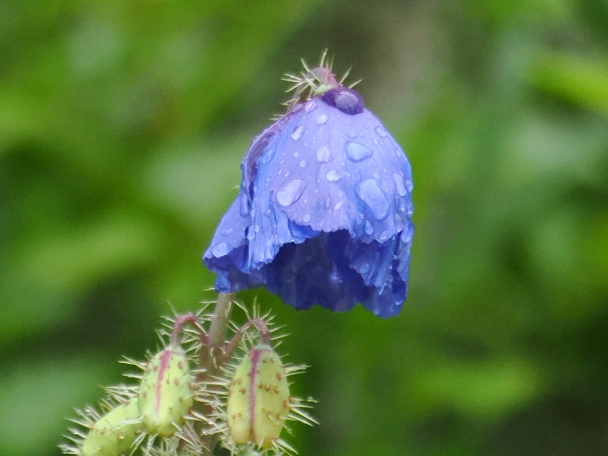 5/19雨の六甲高山植物園の写真アラカルト。フタリシズカのしっとり素敵な群落。水滴も素敵なチョウジソウ。岩の間とかあっち向いているとかなかなかいいアングルで咲かないコマクサ。まだ開いていなかった青いケシ，メコノプシス＿ホリドゥラは次の日に開花報告が；；#六甲高山植物園