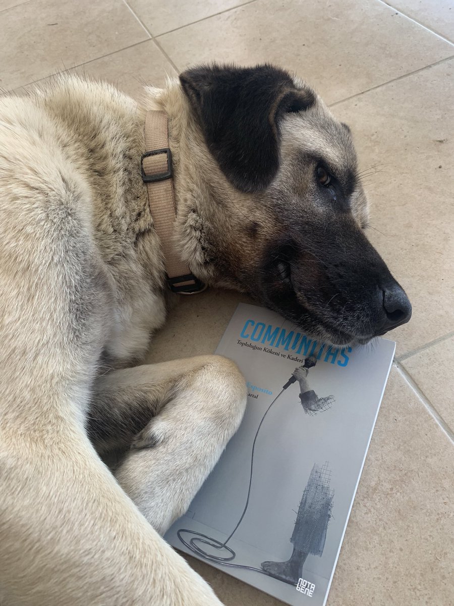 gokhanyavuzd's tweet image. Sıcaklarla beraber editörlerimizin işten kaytarmaları da artıyor. ❤️‍🔥🐶🧿
#communitas için tebrikler ve teşekkürler @Onur_Kartal_ @NotaBeneY 👏🏽🌻