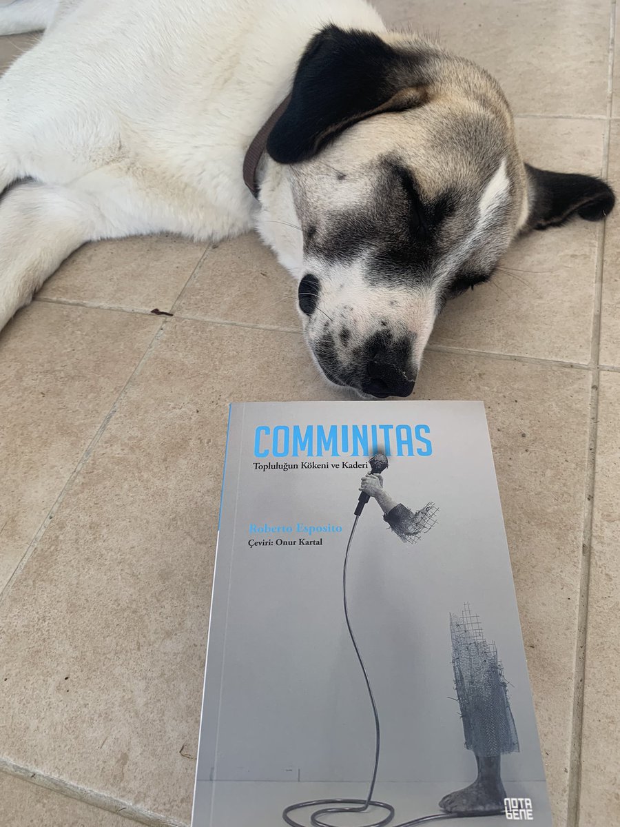 gokhanyavuzd's tweet image. Sıcaklarla beraber editörlerimizin işten kaytarmaları da artıyor. ❤️‍🔥🐶🧿
#communitas için tebrikler ve teşekkürler @Onur_Kartal_ @NotaBeneY 👏🏽🌻