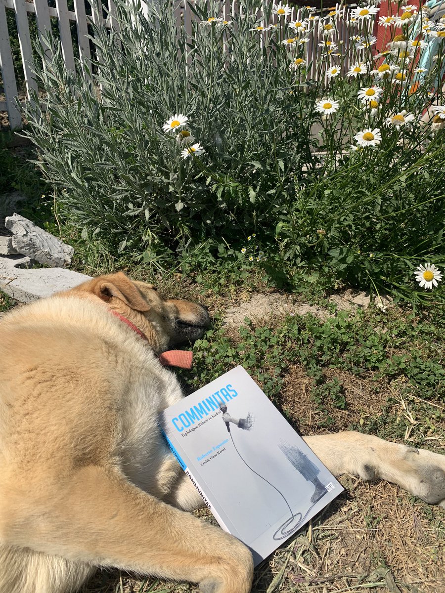 gokhanyavuzd's tweet image. Sıcaklarla beraber editörlerimizin işten kaytarmaları da artıyor. ❤️‍🔥🐶🧿
#communitas için tebrikler ve teşekkürler @Onur_Kartal_ @NotaBeneY 👏🏽🌻