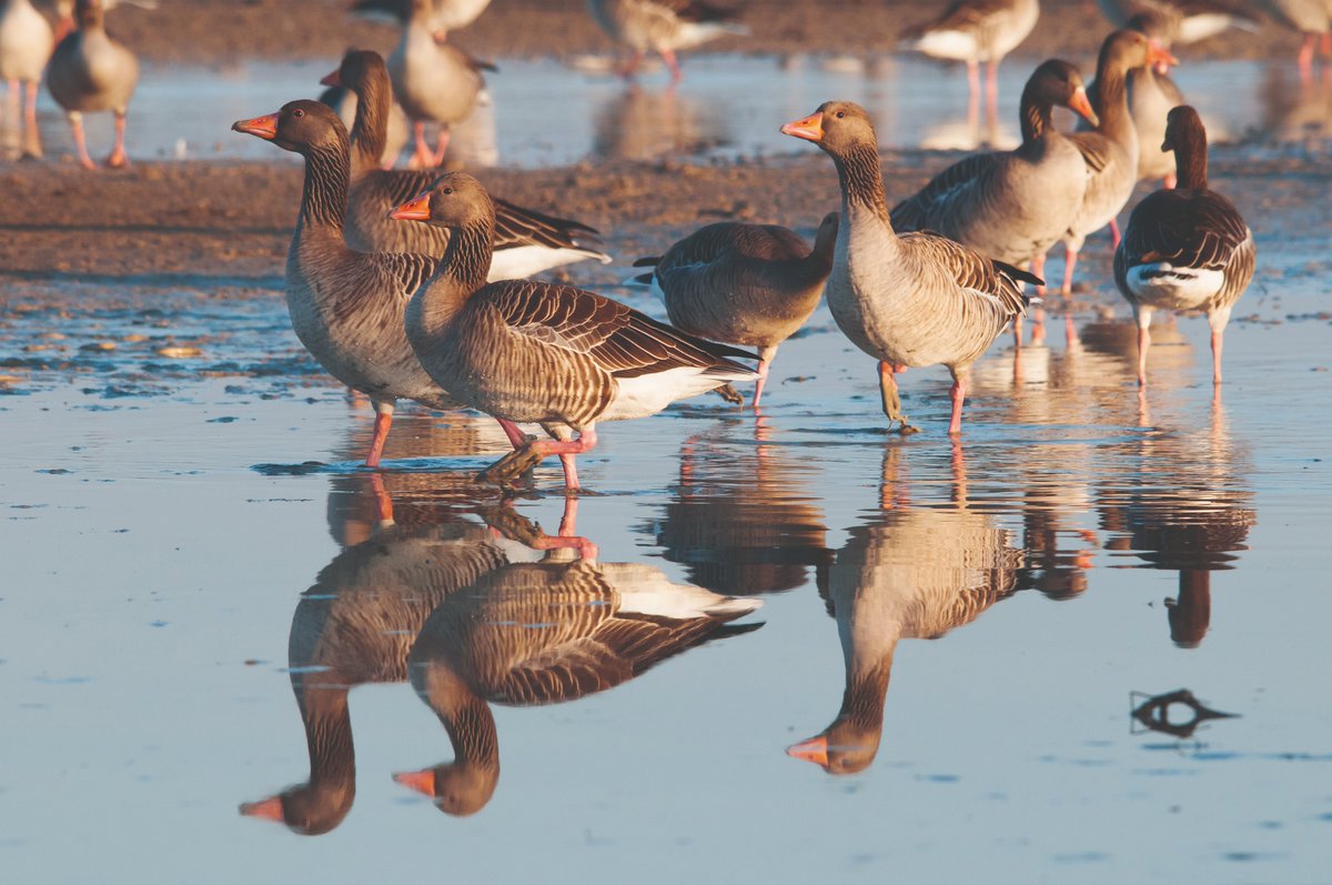 🪶 El ánsar común (Anser anser) una de las especies más emblemáticas de #Doñana.

📉 Esta especie ha registrado su peor cifra en 2023 con sólo 9.588 ejemplares, según el Programa de Seguimiento de Procesos Naturales de la #ICTSDoñana.

📸 @olivaresrr 

#ICTSNews 

Sigue👇