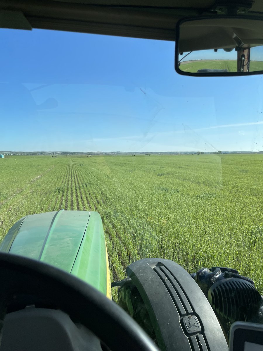 Mongeon_9's tweet photo. Seeding twin row canola into green rye. Planning on coming back end of June and drilling a cover crop that will grow into the fall for some cow chow https://t.co/sAGCEul7Js