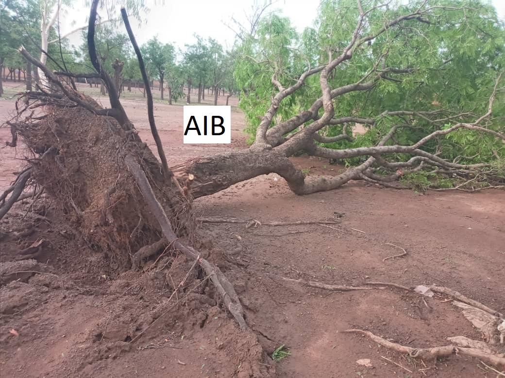 #Burkina : Une #tornade d’une extrême violence a fait trois morts, 8 blessés et de nombreux dégâts matériels, dans la nuit du 28 mai 2024 à #Boulsa, chef-lieu de la province du #Namentenga (#CentreNord). #Lwili #TL226