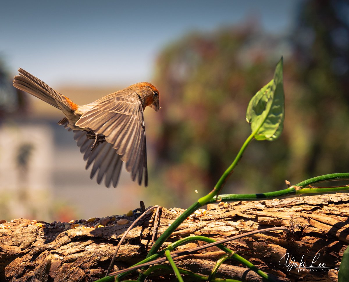 Curious… Can I see some birds if flight and the shutter speed used to capture them? 1/2500s