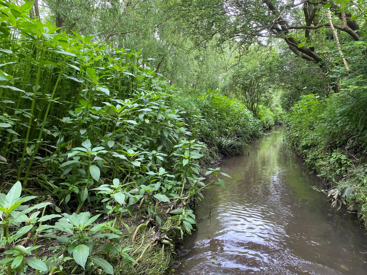 It's now the time of year when the Notts BAG partnership is working hard to remove invasive Himalayan Balsam. One of the areas that requires attention is along the Ouse Dyke - to find out how to get involved, take a look at our latest blog: nottsbag.org.uk/.../improving-…
