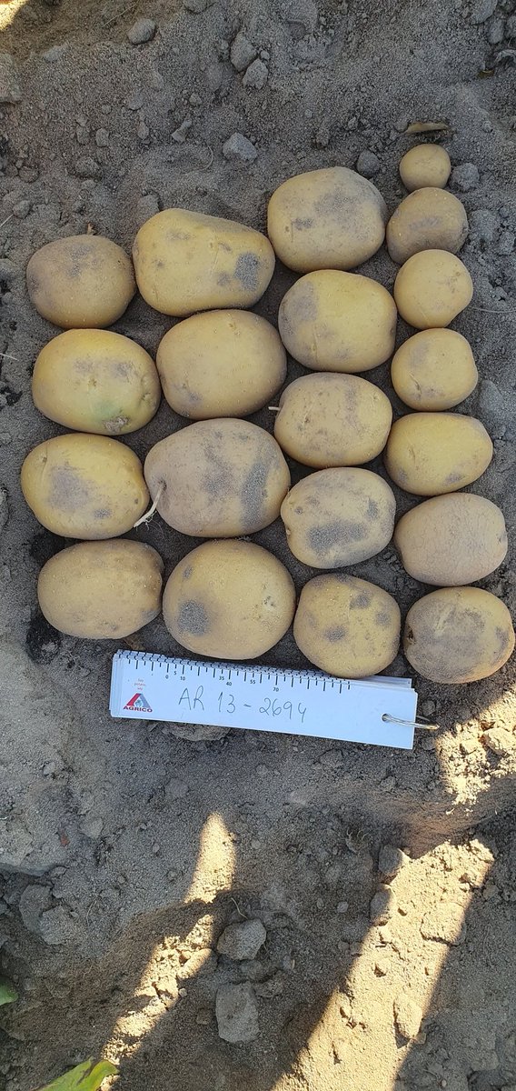 Olaf van Campen tweet media