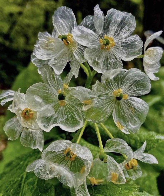 Diphylleia grayi, the beautiful “skeleton flower” that turns transparent when it rains and reverts to white when dry.