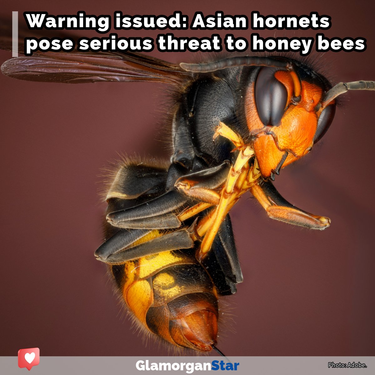 Warning issued as Asian hornets pose serious threat to honey bees LINK: glamorganstar.co.uk/warning-asian-… #asianhornet #honeybee #bees #glamorganstar #glamorgan